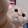 乔装成豹的猫