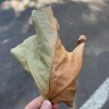 河间胖虎的头像