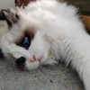 白日梦想家-Rust可狼插件网 | Rustnm - Rust插件网