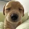 55555887黄的头像-魔酷网
