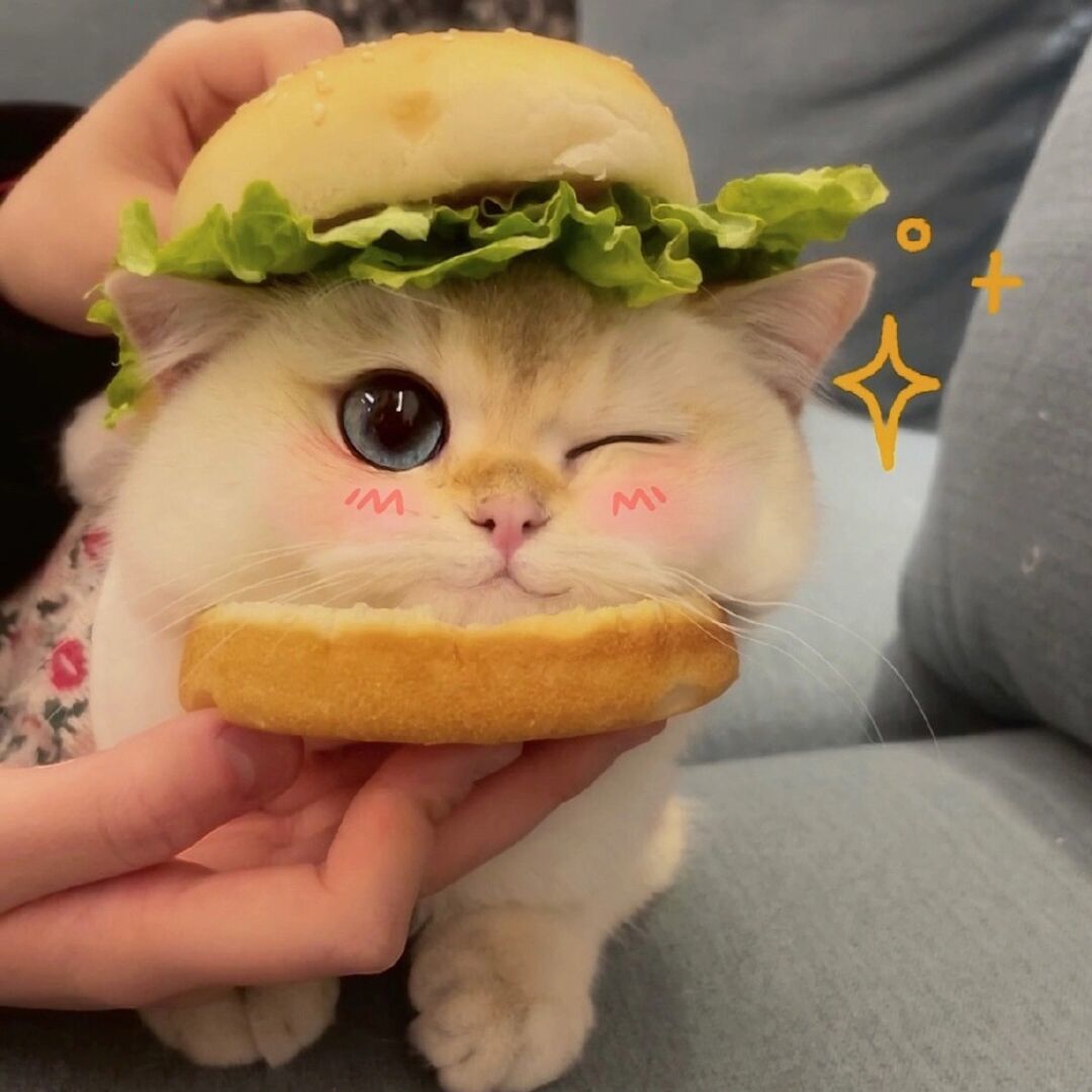 爱看小说的仔