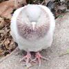 。peerl