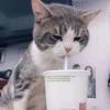 猫小白的头像-苏晨博客