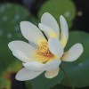 四季平安的头像-zibll子比社区