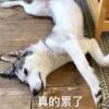老moe的头像-魔酷网
