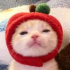 盼