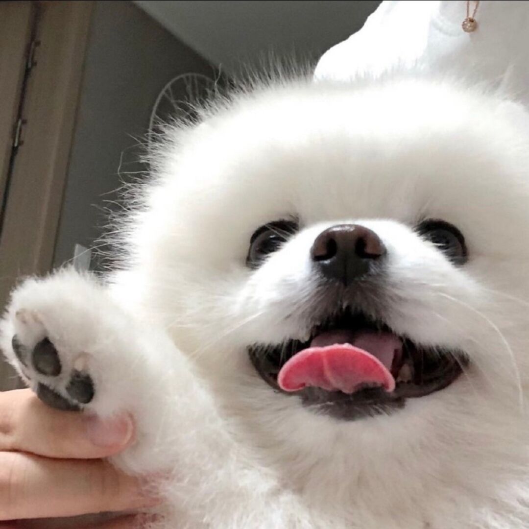 猪是的念来过倒