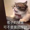 骑士小喵咪