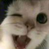 ネコ