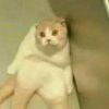 老尹