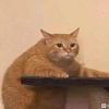 肆陆