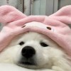 夏日限定