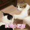 木头疙瘩儿