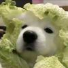 菜狗仔