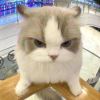 cat(原来叫黑奴)