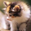 ༄小ོ࿆࿆斯࿆༘ྂ文࿐