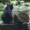 乔伊·亚历山