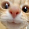 猫猫超人666