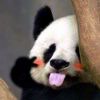 user11646599的头像-iPA资源站