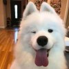 你胖你先吃⁡