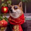 课代表-小云技术猫