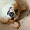 用户17933663的头像-iPA资源站