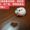 拾荒的头像