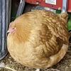 性感🐔