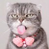 猫君