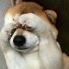 a灰熊