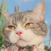 用户11362114的头像-iPA资源站