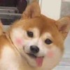 CcwindTalker的头像-iPA资源站