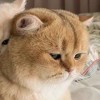 LeCHa的头像-iPA资源站
