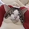 癫狂痴愚