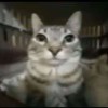 TakoTora_的头像-【TITAIKE】T太科网