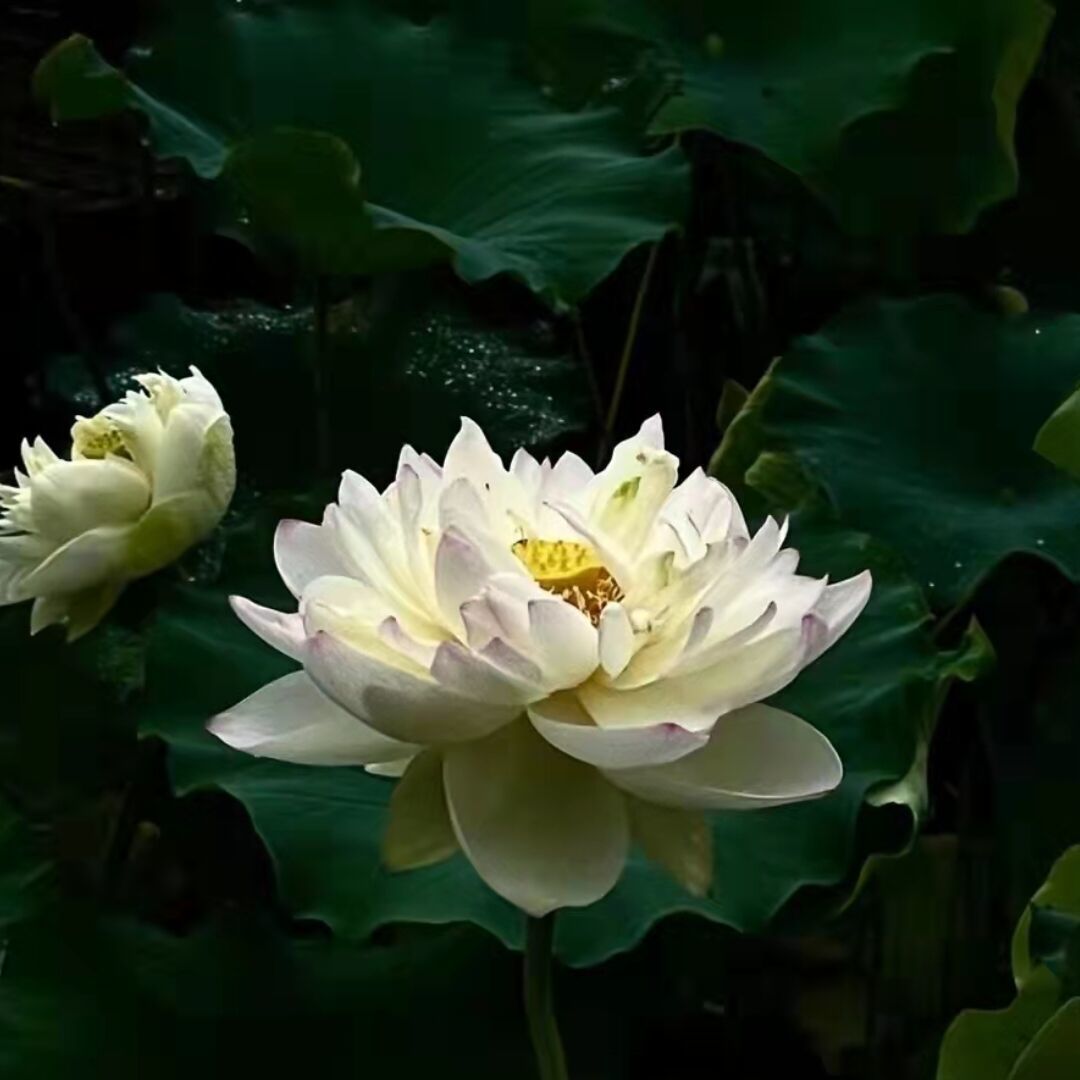 网友昵称：lotus