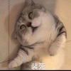 杨瑞瑜