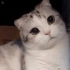 永无止境的豪猫