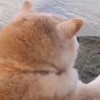 ‭_743