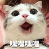 sdajd的头像-魔酷网