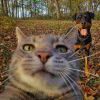 otto_453