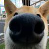 小黑_9