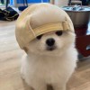 心悦小fan