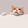 http://thirdqq.qlogo.cn/ek_qqapp/AQHJibYzIaFUiaeB5cibmC1bTfglN7CWCyB2ZXMpcZAypkYqIdvEW5sAp6ZZJn8VJp1yzD7wtNm/100