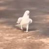 ご神様