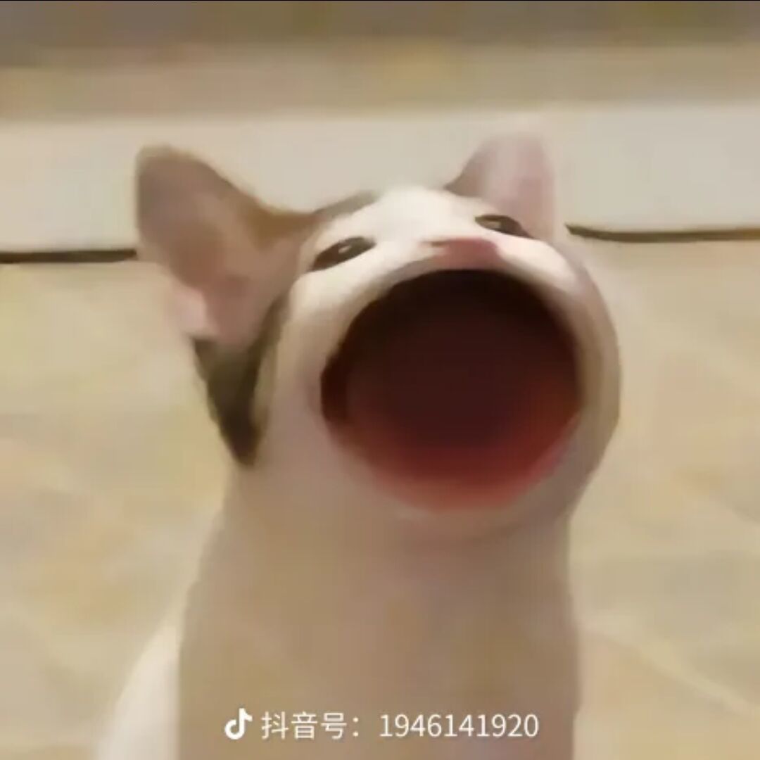 一只大嘴猫