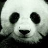 xiongjia0708的头像-菜鸟论坛