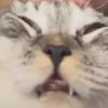 鹿雅