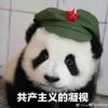 开心小熊猫