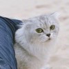 Y。